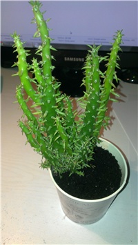 355110a5-2.1.2015. Opuntia subulata monstrosa.jpg